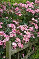 Rosa 'Rosy Cushion' growing beside old gate - June