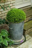 Box topiary in old galvanised bin covering utility inspection cover
