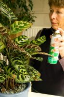 Woman cleaning houseplant leaves with aerosol spray - Calathea zebrina