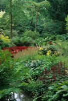 Red bridge over stream in boggy area of shady woodland garden with Ferns, Rheum, Primula, Astilbe and Hostas - Abbotsbury Gardens, near Weymouth
