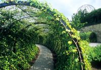 The Poison Garden at Alnwick Castle in Northumberland, Hedera - Ivy tunnel.