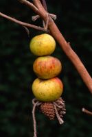 Rustic birdfeeder with apples and fir cones tied with hairy twine 