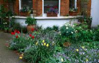 Front garden with Myosotis - Forget Me Nots, Narcissus - Daffodils and Tulipa - Tulips 