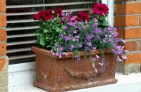 Terracotta window box planted with Campanula and Pelargoniums.
