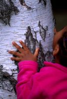 Young girl touching a silver birch tree