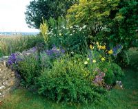 Summer border with Lilium 'Connecticut King', Verbascum , Centaurea - Cornflowers, Leucanthemum and Triteleia 'Queen Fabiola' 