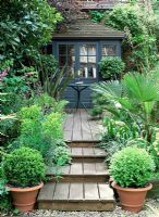 Decking steps leading to painted summerhouse, Buxus sempervirens - Box balls