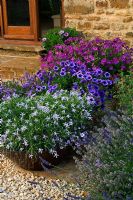 Containers beside the barn planted with Petunia 'Frenzy blue vein', Nicotiana and Isotoma fluviatilis 'Blue Star Creeper' 
