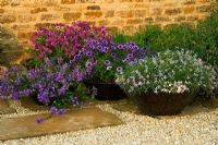 Containers in gravel garden planted with Petunia 'Frenzy Blue Vein', Nicotiana and Isotoma fluviatilis 'Blue Star Creeper' 


