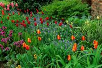 Tulip border - Chenies Manor, Rickmansworth, Bucks