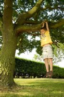 Young boy hanging from branch on mature Oak tree