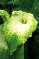 Zantedeschia aethiopica 'Green Goddess' - Arum Lily 