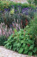 Summer border with Echinops 'Veitch's Blue', Veronica 'Pink Damask' and Persicaria amplexicaulis 'Firedance'