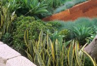 Modern garden with angular raised beds with Festuca glauca, Agave, Crassula and Sansevieria 