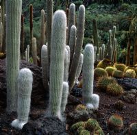 Cephalocereus senilis - old-man cactus on left and Echinocactus grusonii - golden barrel cactus on right