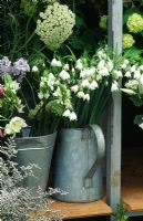 Leucojum aestivum on display in florist's buckets at The Greenhouse Nursery, Noordwijkerhout, Holland