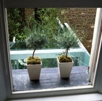 Tiny standard lavender bushes grow in square containers on leaded window sill in designer Stephen Woodhams' own garden