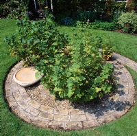 Gooseberry bushes growing in the middle of brick circle