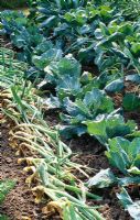 Onions, cabbage 'January King' and brussel sprouts in the vegetable garden of HMP Leyhill, Hampton Court FS