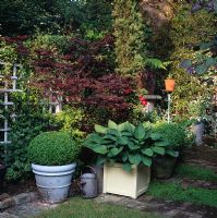 Small town garden with box balls and Hosta sieboldiana in containers with Acer palmatum 'Bloodgood' and Dicksonia antarctica behind