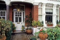 Front garden of terraced Victorian house with containers and Fatsia japonica 

  