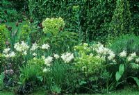 Tulipa 'Queen of Night', Helleborus argutifolius, Euphorbia robbiae and  Narcissus 'Thalia' in border in front of Crataegus hedge - Weesp, Nr Amsterdam Holland