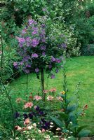 Standard Solanum rantonnetii in container underplanted with Erigeron karvinskianus, purple Viola and pink Geranium
