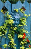 Head painted blue to match the fence, surrounded by Humulus lupulus and Tropaeolum