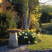 Narcissus 'Ice Follies' and Corylopsis willmottiae beside a staddle stone at Chiffchaffs Garden, Dorset