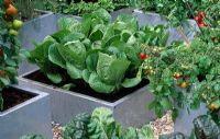 Square galvanized steel containers planted with cabbage 'January King' and tomatoes - The Chef's Roof Garden, Chelsea FS