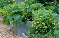 Galvanised steel containers with Courgette, Melissa officinalis and Artemisia, The Chefs Roof Garden, Chelsea FS 