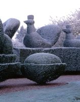 Frosted topiary hedges with Peacocks in winter