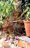Vaccinium macrocarpon - Cranberries growing in pot 