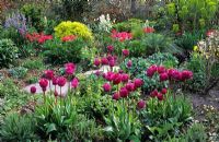 Spring border with Tulipa 'Attila' - Tulips