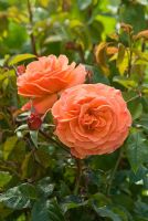 Rosa 'Tatton' flowering in August, David Austin Roses