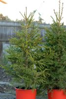 Christmas trees for sale with roots for planting in the garden after Christmas