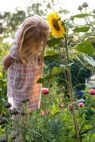 Child with Sunflower - Helianthus annus, Poppy - Papaver and Cardoons - Cynara cardunculus in evening light in an organic vegetable garden