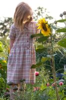 Child with Sunflower - Helianthus annus, Poppy - Papaver and Cardoons - Cynara cardunculus in evening light in an organic vegetable garden