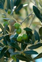 Olea europaea - Olive tree with ripening olives. Italy, Tuscany in September