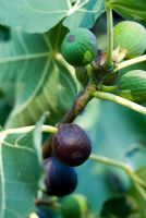 Ficus carica - Figs in Tuscany, Italy