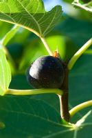 Ficus carica - Figs in Tuscany, Italy. 