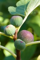 Ficus carica - Figs in Tuscany, Italy. 