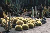 Echinocactus grusonii cactus in the Jardin de cactus, Lanzarote, Canary islands