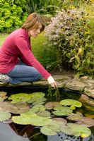 Woman adding oxygenating plants to pond - Elodea crispa