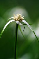 Rhynchospora latifolia - Star Sedge