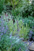 Silver garden with Cynara cardunculus - Cardoon, Elaeagnus angustifolia, Lychnis coronaria, Sisyrinchium striatum and Nepeta - Catmint at East Lambrook Manor Gardens, South Petherton, Ilminster, Somerset