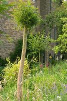 Pollarded Salix - Willows at East Lambrook Manor Gardens, South Petherton, Ilminster, Somerset