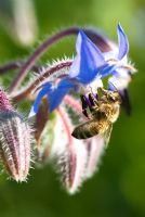Borago officinalis - Borage with bee
