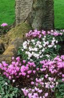 Cyclamen hederifolium planted under tree
