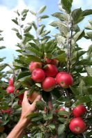 Man picking Malus 'Discovery' growing in orchard - Apples